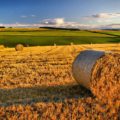esonero-contributivo-2017-agricoltura